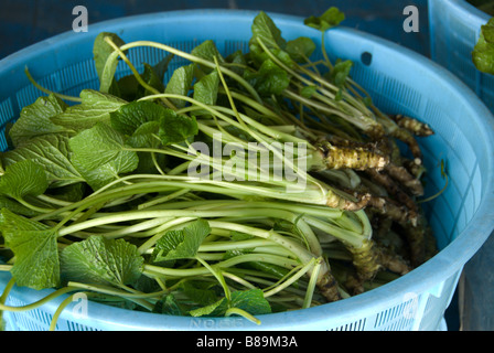 Conjunto de plantas de wasabi en cubetas listos para su envío, Hotaka Foto de stock