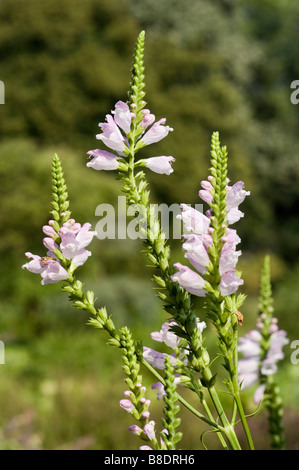 Las flores de la planta obediente , Physostegia virginiana, América del Norte, Estados Unidos, Canadá Foto de stock