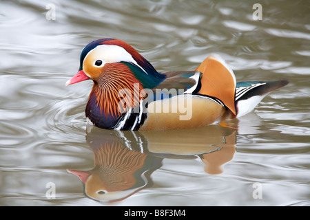 Pato mandarín (Aix galericulata) con reflejo en el lago Foto de stock