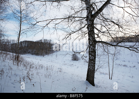 Solo birch tree en la colina cerca del bosque de invierno Foto de stock
