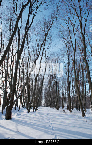 Bosque de invierno - el azul claro del cielo, los arces alley, Rastros en mostrar Foto de stock
