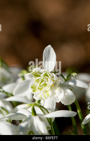 Cerca de la parte inferior de una flor snowdrop Foto de stock