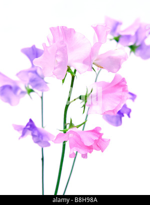 Y malva rosa guisantes de olor. Nombre en latín: Lathyrus odoratus Foto de stock