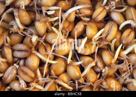 La germinación de las semillas de maíz Fotografía de stock - Alamy