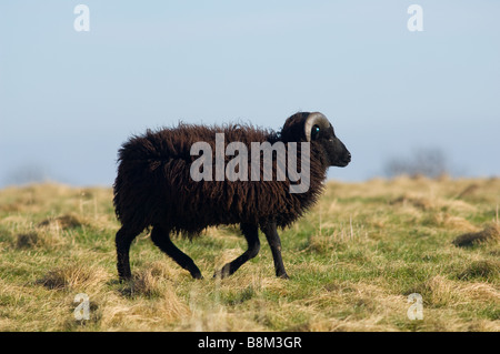 Macho, Ram o Buck Hebridean ovejas Foto de stock
