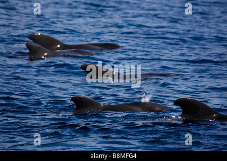 Las ballenas piloto de aleta corta Globicephala macrorhynchus frente a las costas de La Gomera en las Islas Canarias Foto de stock