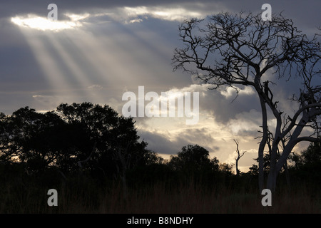 Árboles siluetas contra un cielo nublado con los rayos del sol brillando a través de Foto de stock