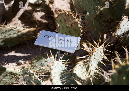 Cactus, el Parque Nacional Joshua Tree en California, EE.UU.
