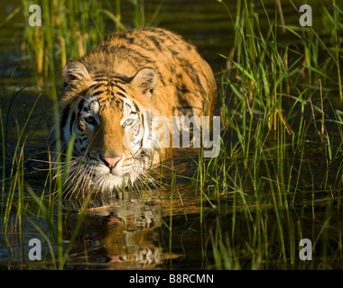 Tiger encabritado a través de la aguas de un estanque hacia su presa Foto de stock