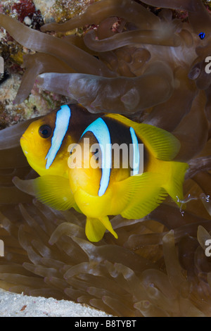 Par de Mar Rojo Anemonefish Amphiprion bicinctus Marsa Alam Mar Rojo Egipto Foto de stock