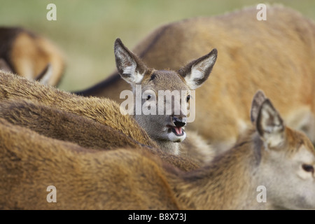 Ciervo rojo (Cervus elaphus), la pantorrilla entre grupo de hinds Foto de stock
