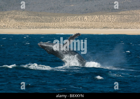 La ballena jorobada (Megaptera novaeangliae) Infracción, Pacific Coast, Cabo San Lucas, Baja California, México Foto de stock