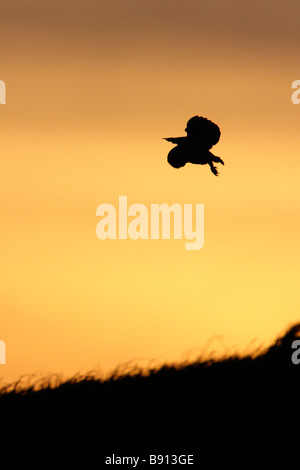 Lechuza Tyto alba la caza en luz del atardecer Foto de stock