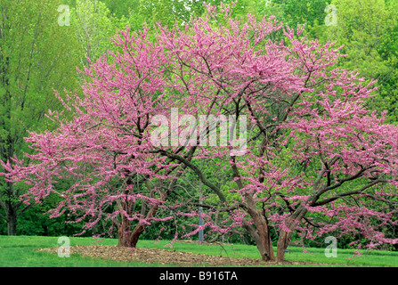 árbol de ciclamor oriental en otoño