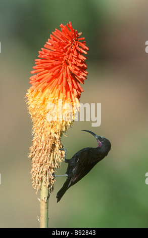 Amatista Sunbird Sunbird Chalcomitra amethystina negro alimentándose de red hot poker KwaZulu Natal, Sudáfrica Foto de stock