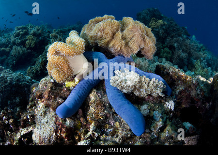 Blue Seastar y cueros suaves corales Linkia laevigata Sarcophyton sp Komodo en Indonesia Foto de stock