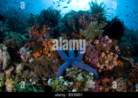 Seastar azul en el Coral Reef Linkia laevigata Komodo en Indonesia Foto de stock