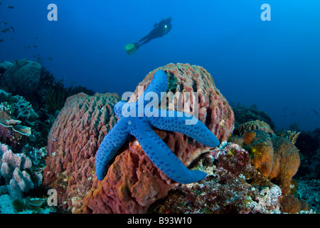 Estrella de mar azul en la esponja Barril y buzo Linkia laevigata Xestospongia testudinaria Komodo en Indonesia Foto de stock