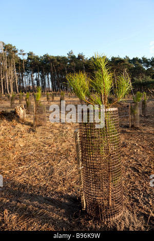 La gestión forestal para la conservación Foto de stock