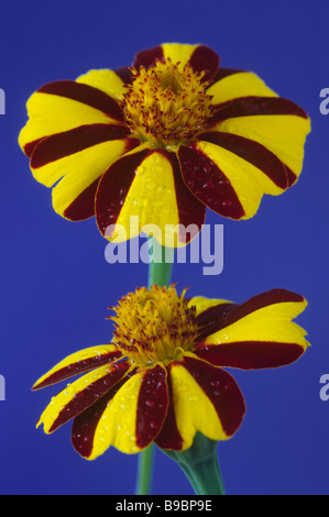 Tagetes patula 'Striped' Marvel (Marigold) Foto de stock