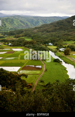 Valle de Hanalei Mirador. Una de las vistas más famosas de Kauai. La mayoría de los taro cultivado en Hawaii se cultiva aquí.