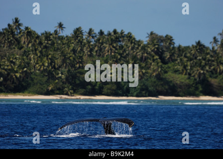 Ballena Jorobada Megaptera novaeangliae bucear cerca de la orilla del grupo Ha'apai Tonga