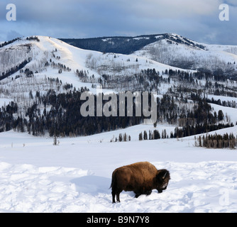 Bisonte solitario en invierno al atardecer pastando en el valle Lamar en Yellowstone, Wyoming Foto de stock