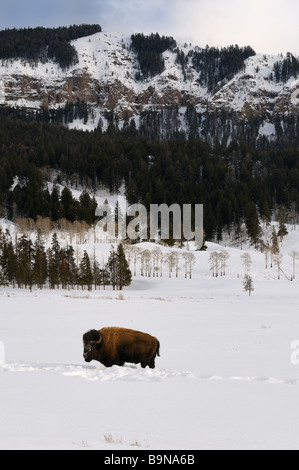 Lone Bison pausar desde la retirada de nieve a pastar en Soda Butte cañón con Monte Norris en invierno el Parque Nacional Yellowstone, Wyoming, EE.UU. Foto de stock