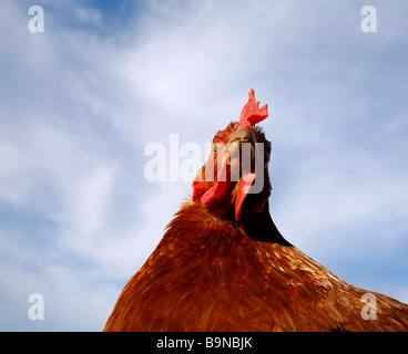 Pollo
