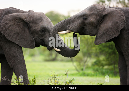 Dos Elefantes Africanos pegado en el monte, el Parque Nacional Kruger, Sudáfrica Foto de stock