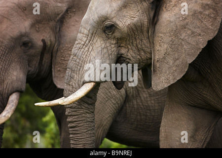 Retrato de dos elefantes africanos en el monte, el Parque Nacional Kruger, Sudáfrica Foto de stock