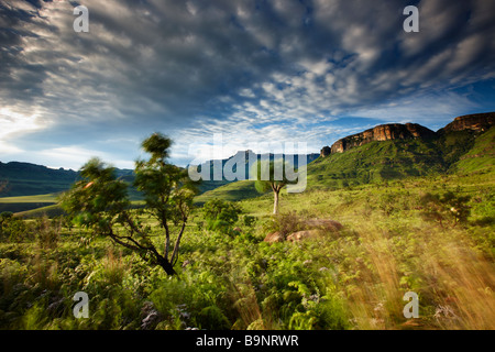 El Anfiteatro, el Parque Nacional Royal Natal, montañas Drakensberg, KwaZulu Natal, Sudáfrica Foto de stock