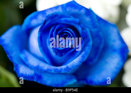 Flor rosa azul Fotografía de stock - Alamy