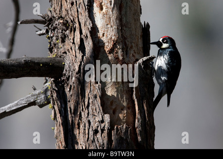 Un acorn woodpecker (Melanerpes formicivorus) está buscando algo para comer en el Parque Nacional Yosemite, California, EE.UU. Foto de stock