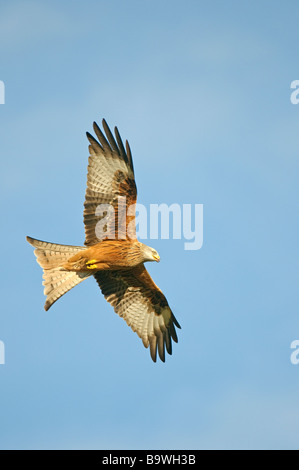 Red Kite Milvus milvus adulto en vuelo Gales Enero