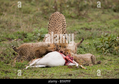 La madre y sus crías de guepardo Acinonyx jubatus alimentándose de gacela Thomson matar Reserva Ndutu Tanzania Foto de stock