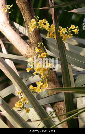 Ophiocolea floribunda, Bignoniaceae, Madagascar