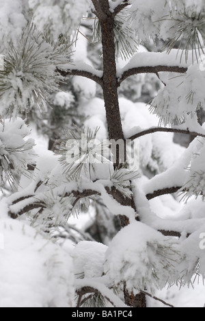 La nieve sobre los árboles en Colorado Foto de stock