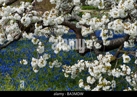 Prunus shirotae. Cerezo en Flor japonesa en RHS Wisley Gardens. Surrey, Reino Unido Foto de stock