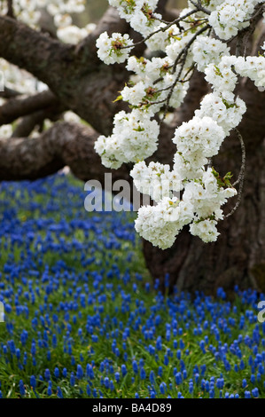 Prunus shirotae. Cerezo en Flor japonesa en RHS Wisley Gardens. Surrey, Reino Unido Foto de stock