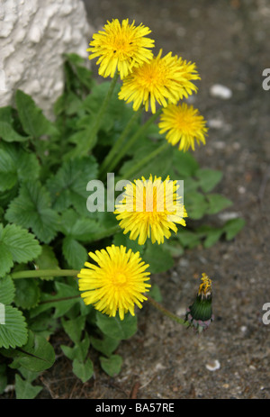 Diente de león, Taraxacum officinale, Asteraceae Foto de stock