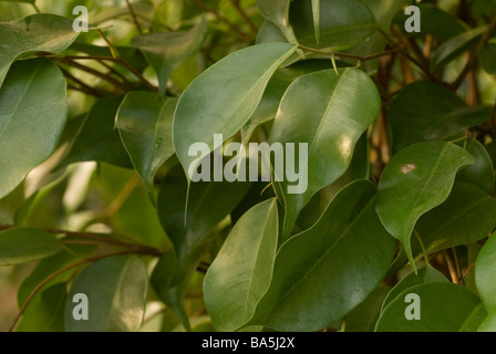 Llanto Higuera Ficus benjamina, Motraceae Foto de stock