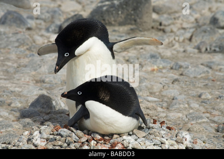 Las parejas reproductoras de pingüinos Adelia (Pygoscelis adeliae en nido de piedras pequeñas Isla Paulet Península Antártica La Antártida Foto de stock