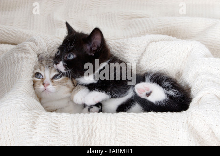Retrato pequeño atigrado y blanco y negro gatito abrazados juntos