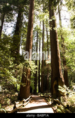 Bosque de secuoyas en California Foto de stock