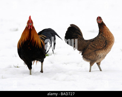 Un gallo y una gallina fotografiados en la nieve. Foto de stock