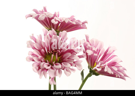 Dendranthema Crisantemo
