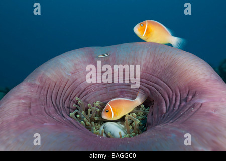 Rosa Anemonefish en magníficos Amphiprion perideraion anémona Heteractis magnifica Canal Alemán Micronesia, Palau Foto de stock