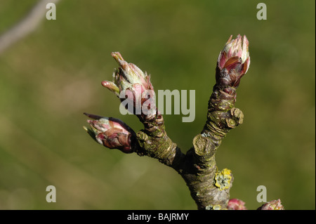 Apertura de yemas en una rama de manzana en primavera