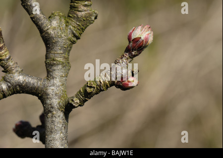 Apertura de yemas en una rama de manzana en primavera